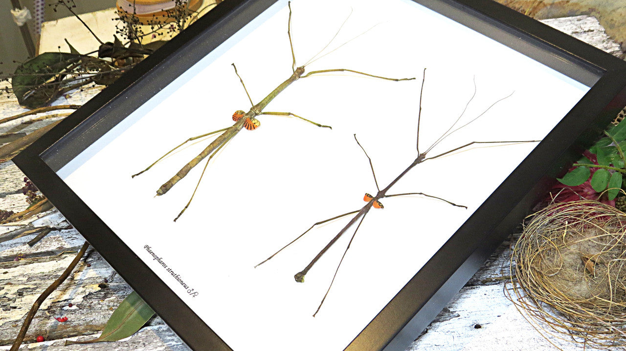 Stick insect giant Phaenopharos struthioneus Bits & Bugs 