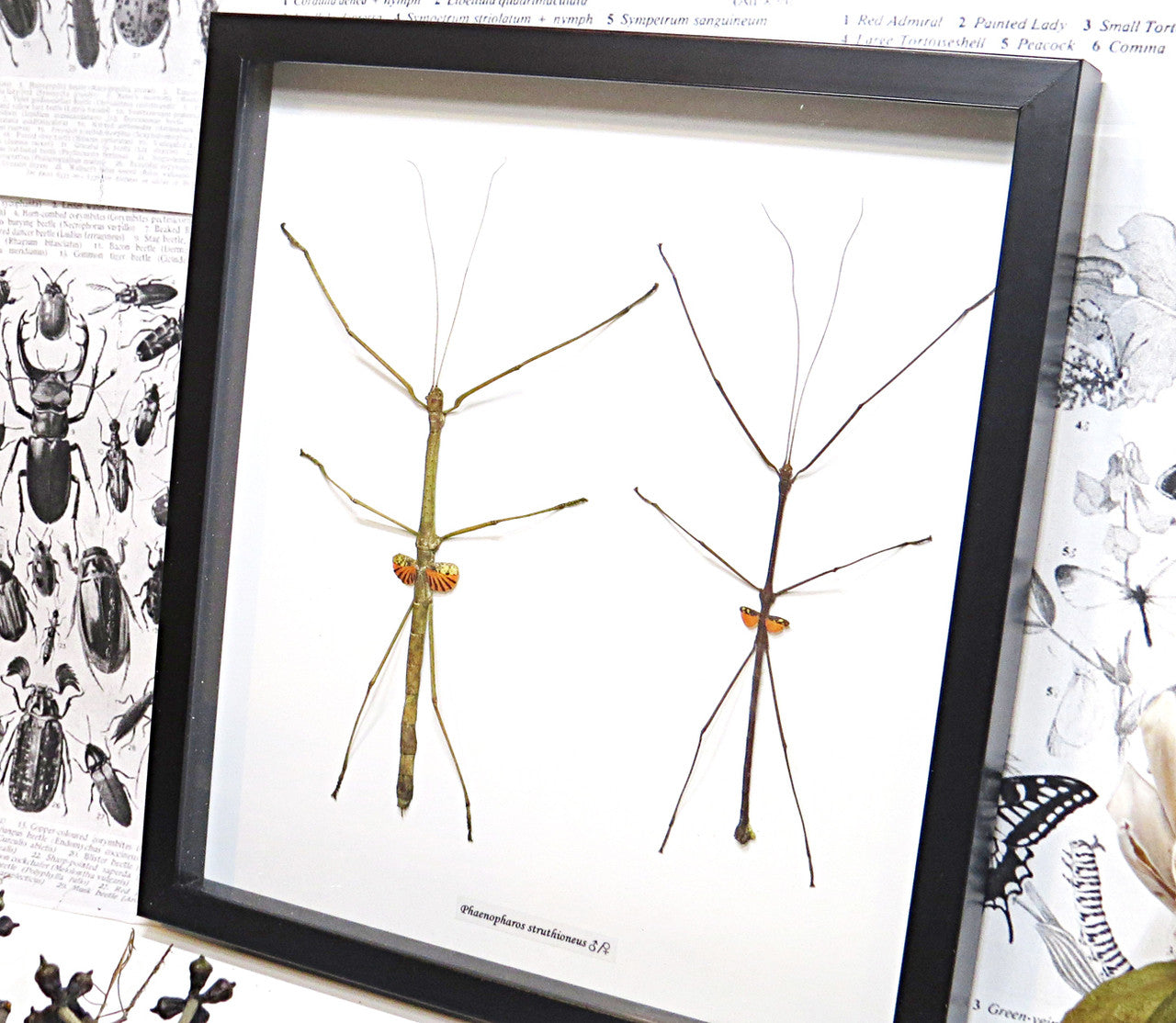 Stick insect giant Phaenopharos struthioneus Bits & Bugs 