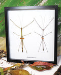 Stick insect giant Phaenopharos struthioneus Bits & Bugs 