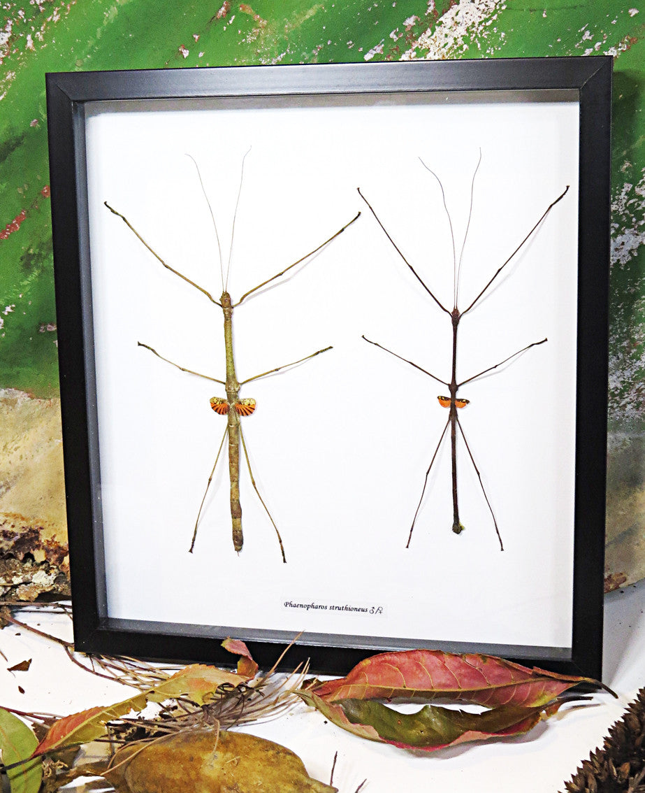 Stick insect giant Phaenopharos struthioneus Bits & Bugs 