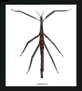 Tirachoidea cantori