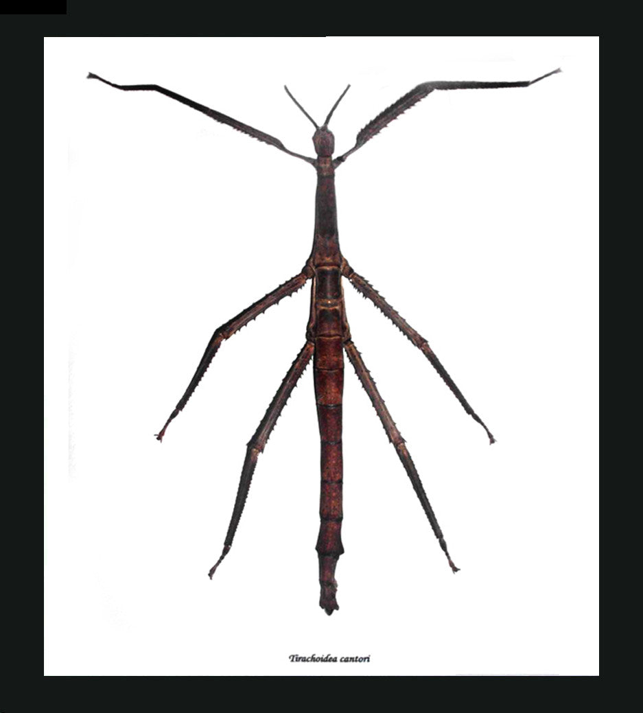 Tirachoidea cantori