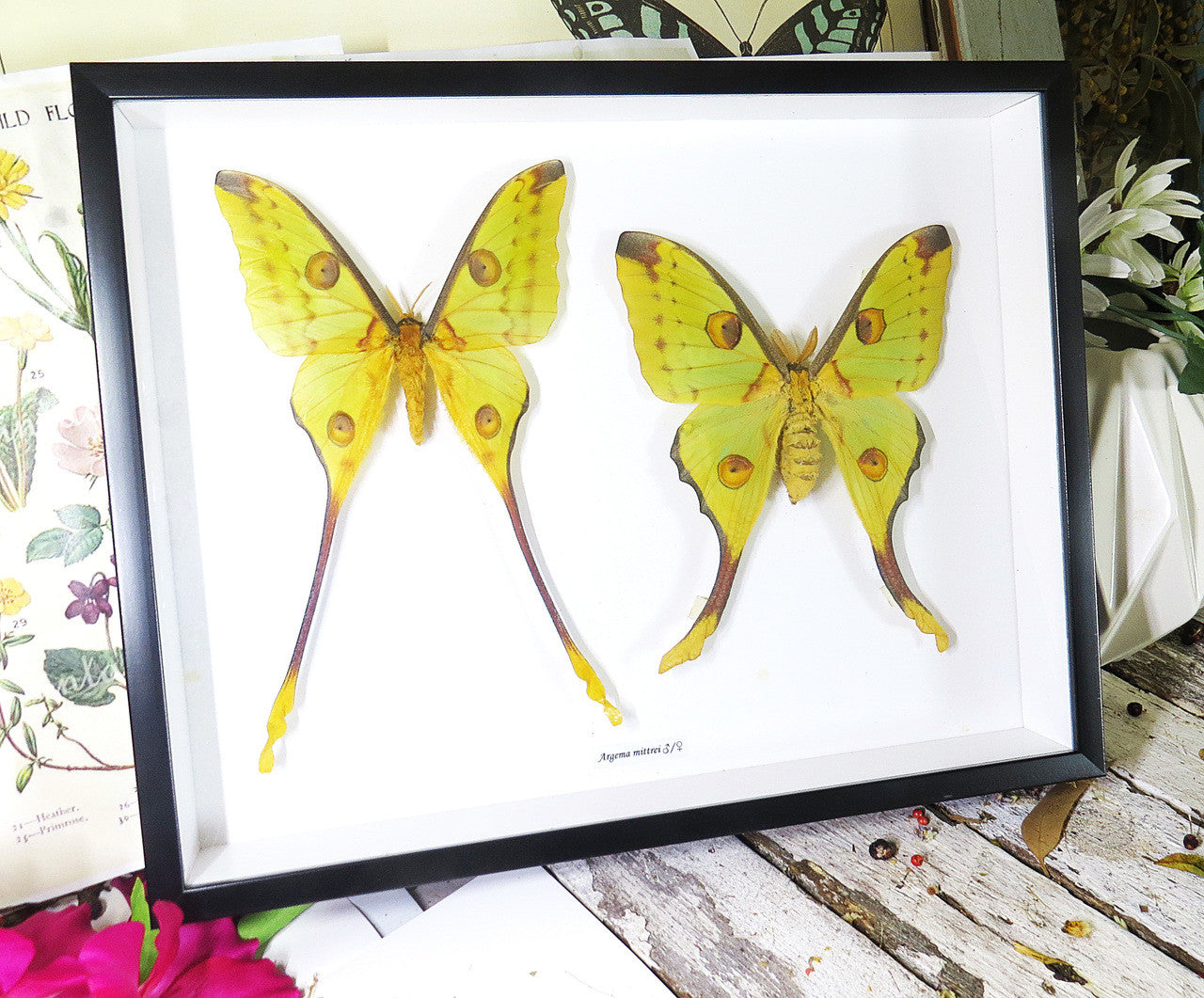 Argema mittrei female + male ( label back )