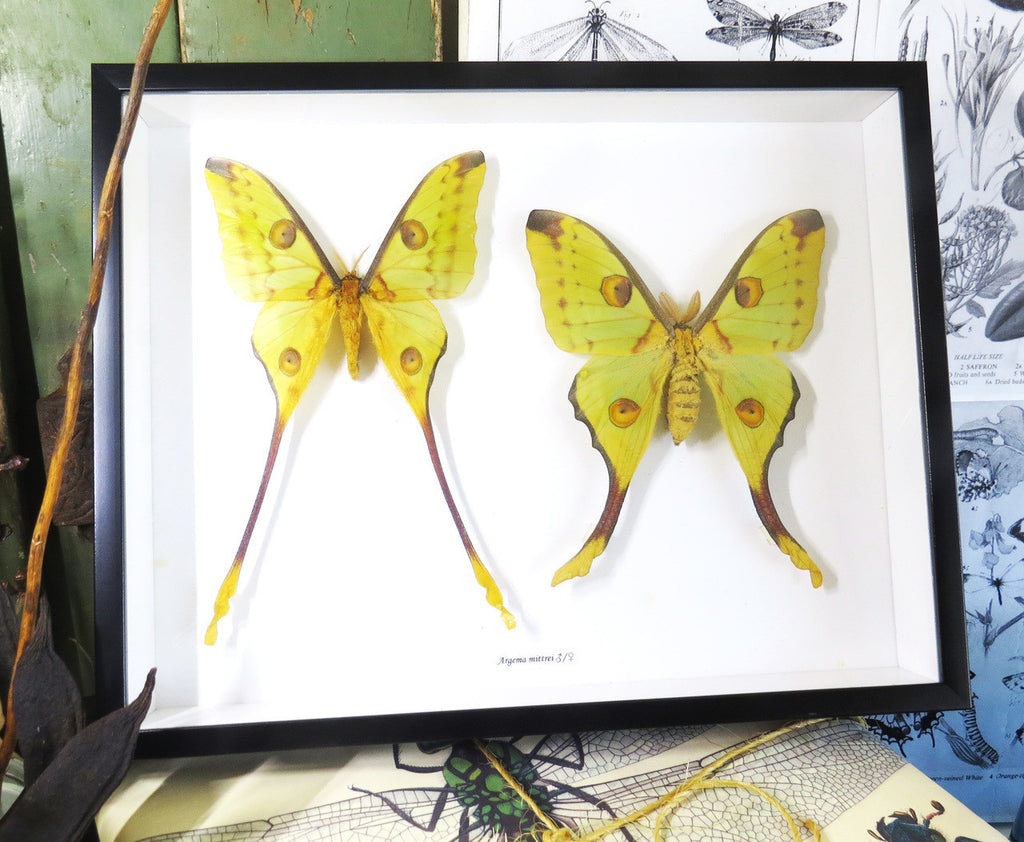 Argema mittrei female + male ( label back )