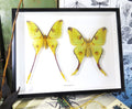 Argema mittrei female + male ( label back )