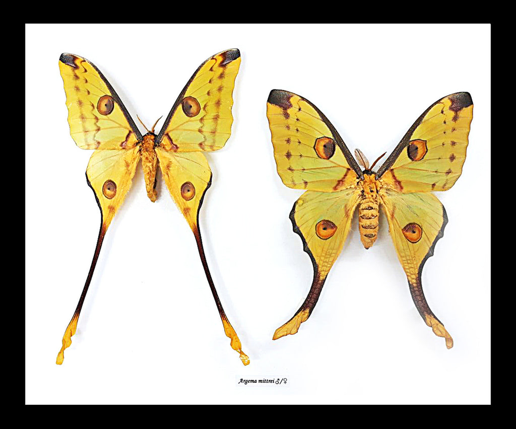 argema mittrei 