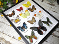 assorted butterflies 