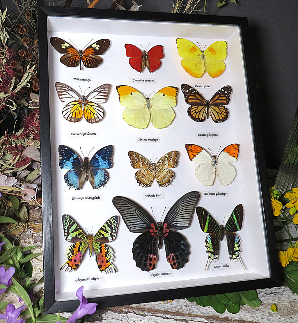 assorted butterflies 