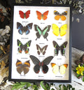 Butterfly 12 # 1B..