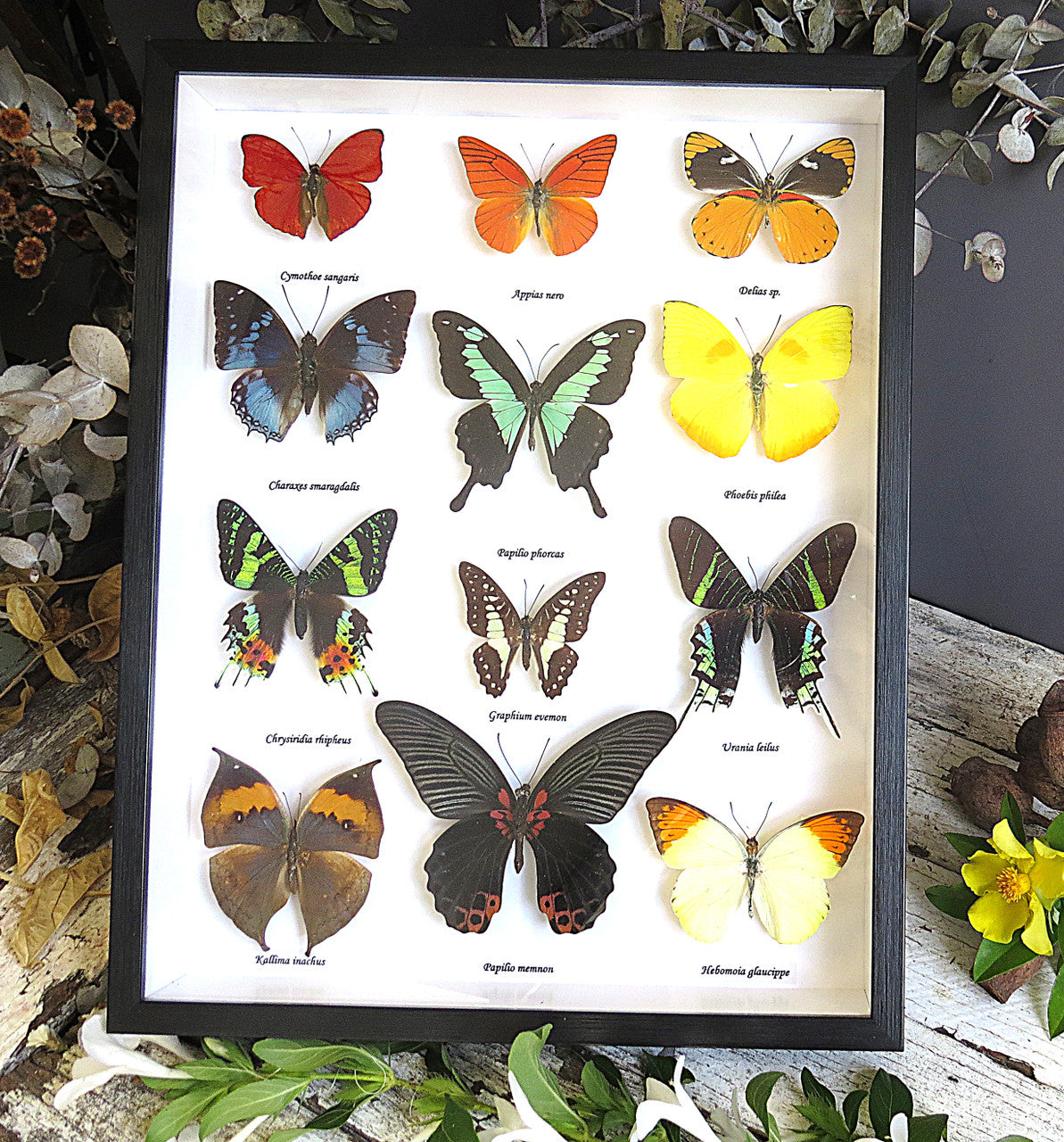 Butterfly 12 # 1B..