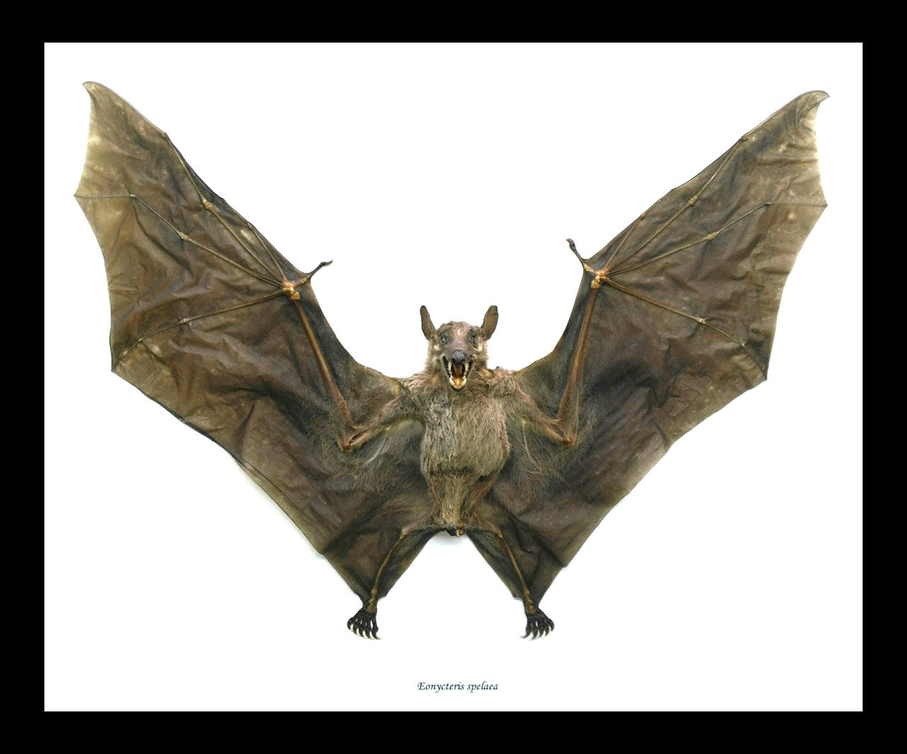 Eonycteris spelaea bat Bits & Bugs 