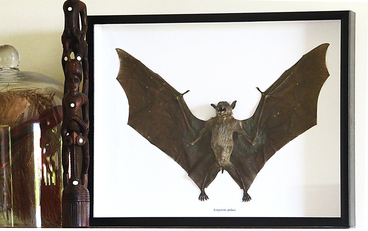 Eonycteris spelaea bat Bits & Bugs 