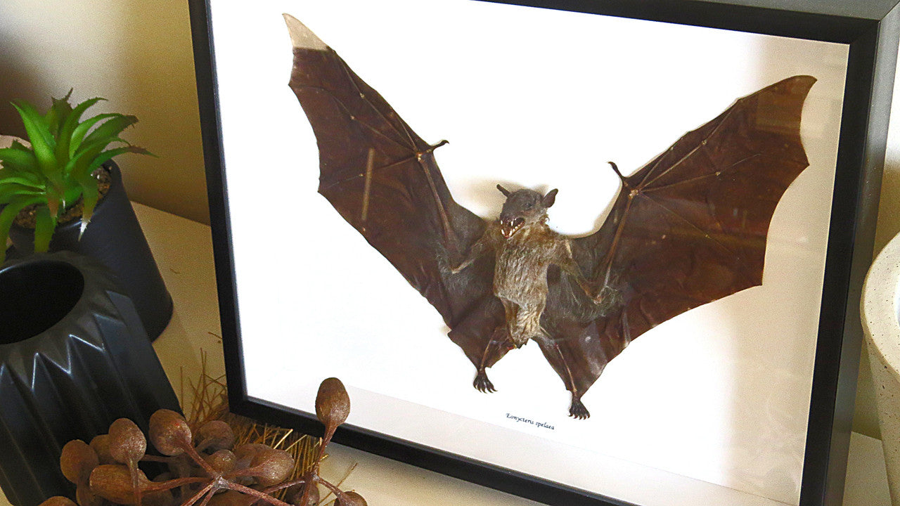 Eonycteris spelaea bat