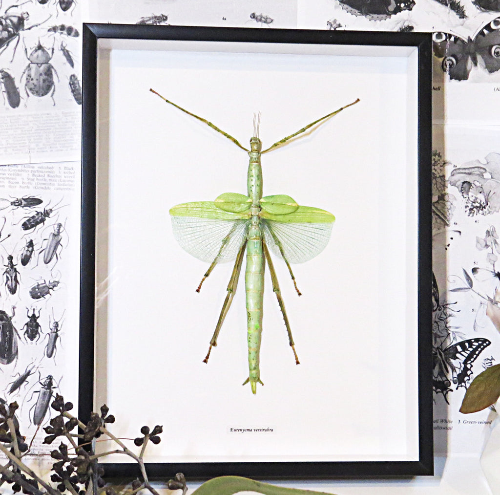 Stick insect framed Eurycnema versirubra Bits & Bugs