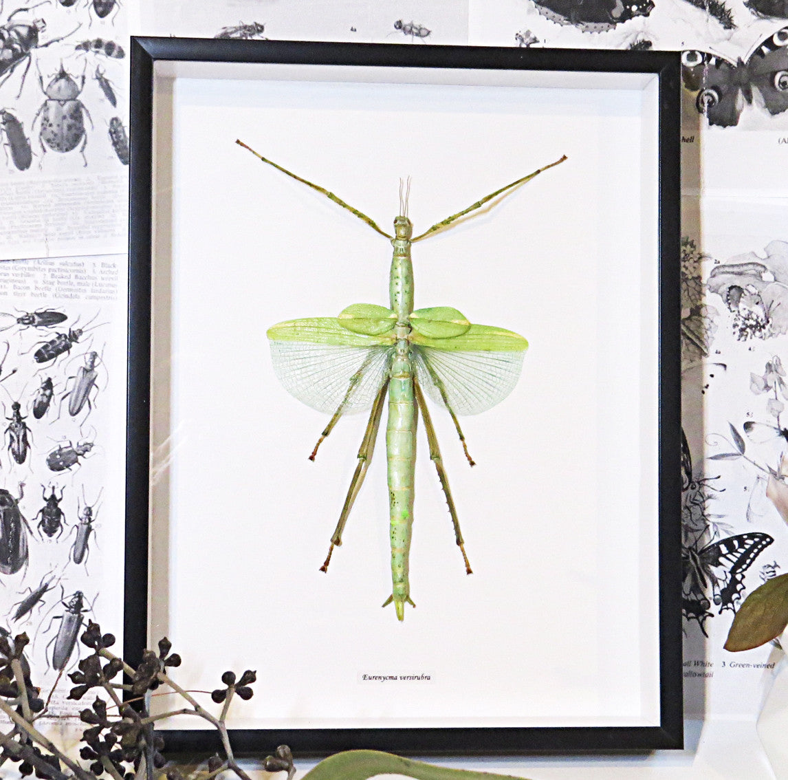 Stick insect framed Eurycnema versirubra Bits & Bugs