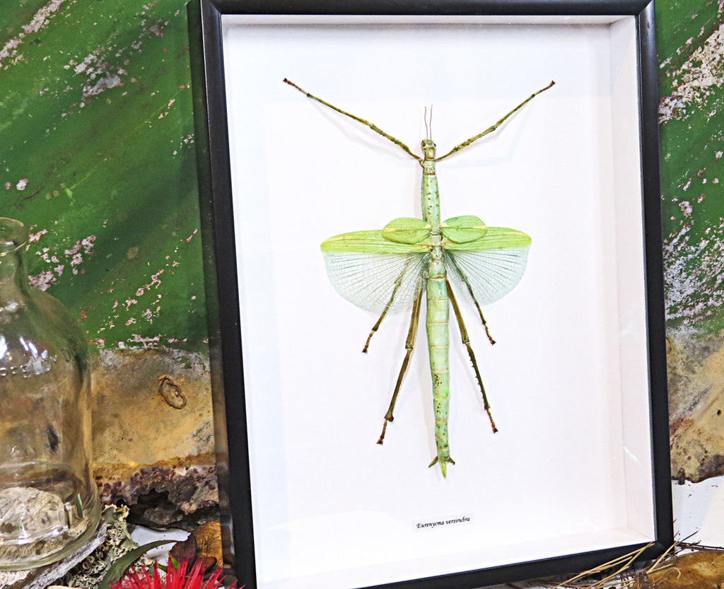 Stick insect framed Eurycnema versirubra Bits & Bugs