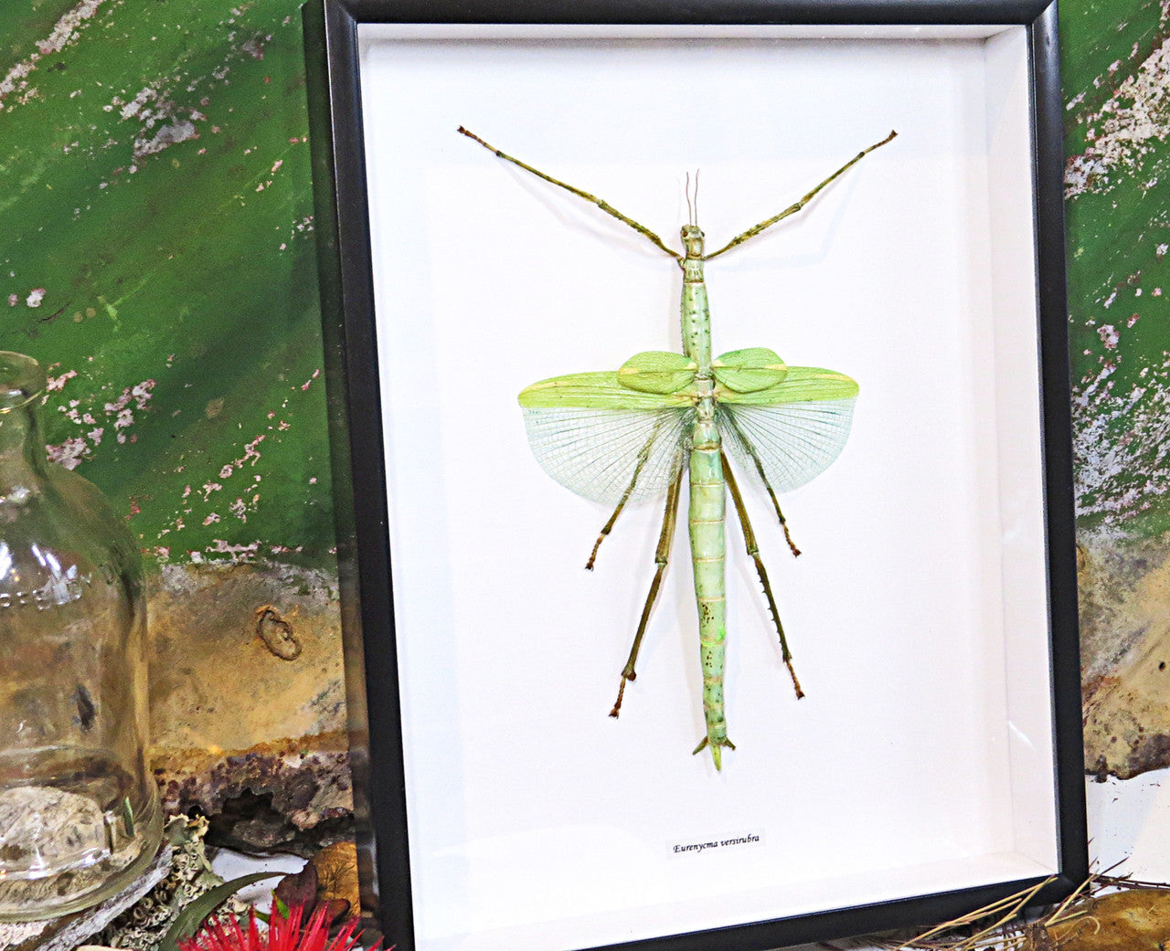 Stick insect framed Eurycnema versirubra Bits & Bugs