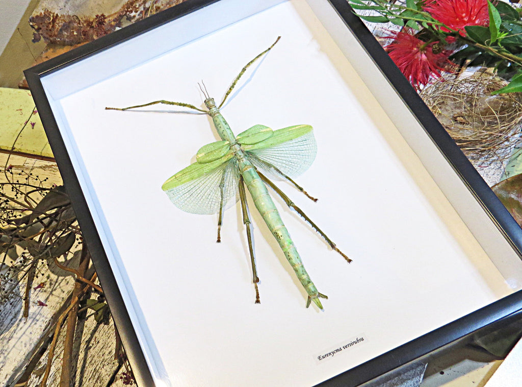 Stick insect framed Eurycnema versirubra Bits & Bugs