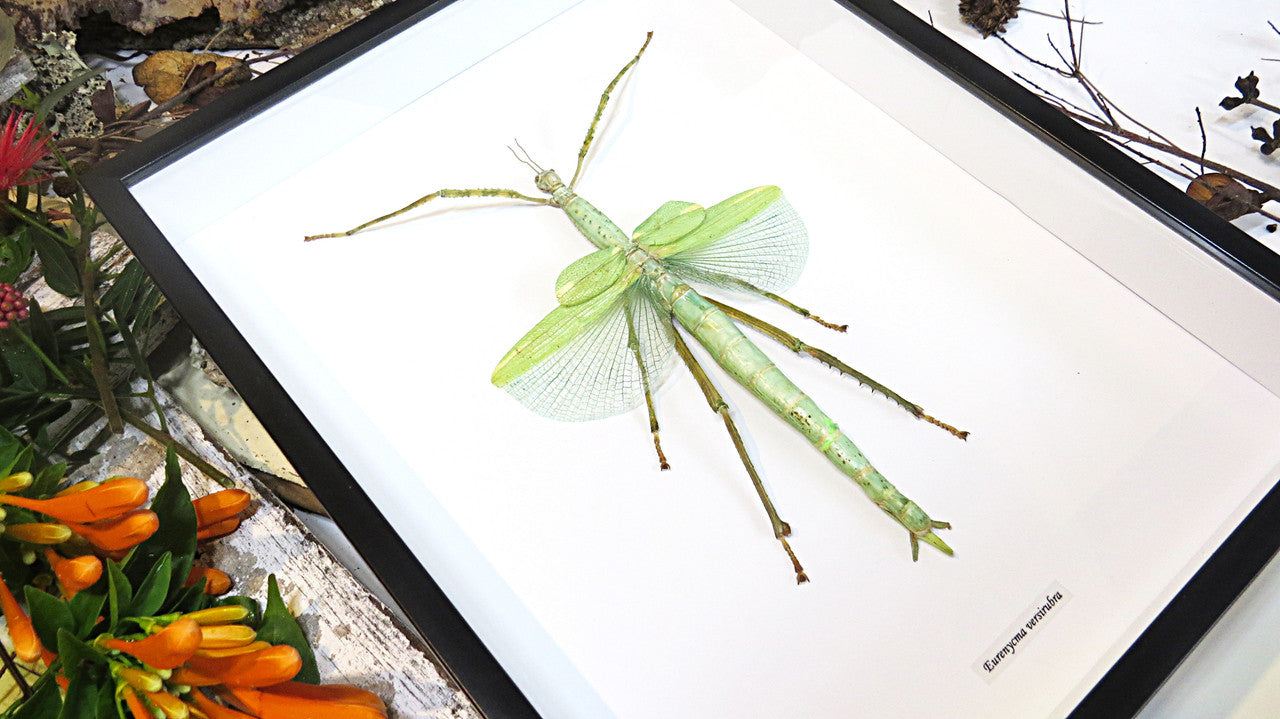 Stick insect framed Eurycnema versirubra Bits & Bugs