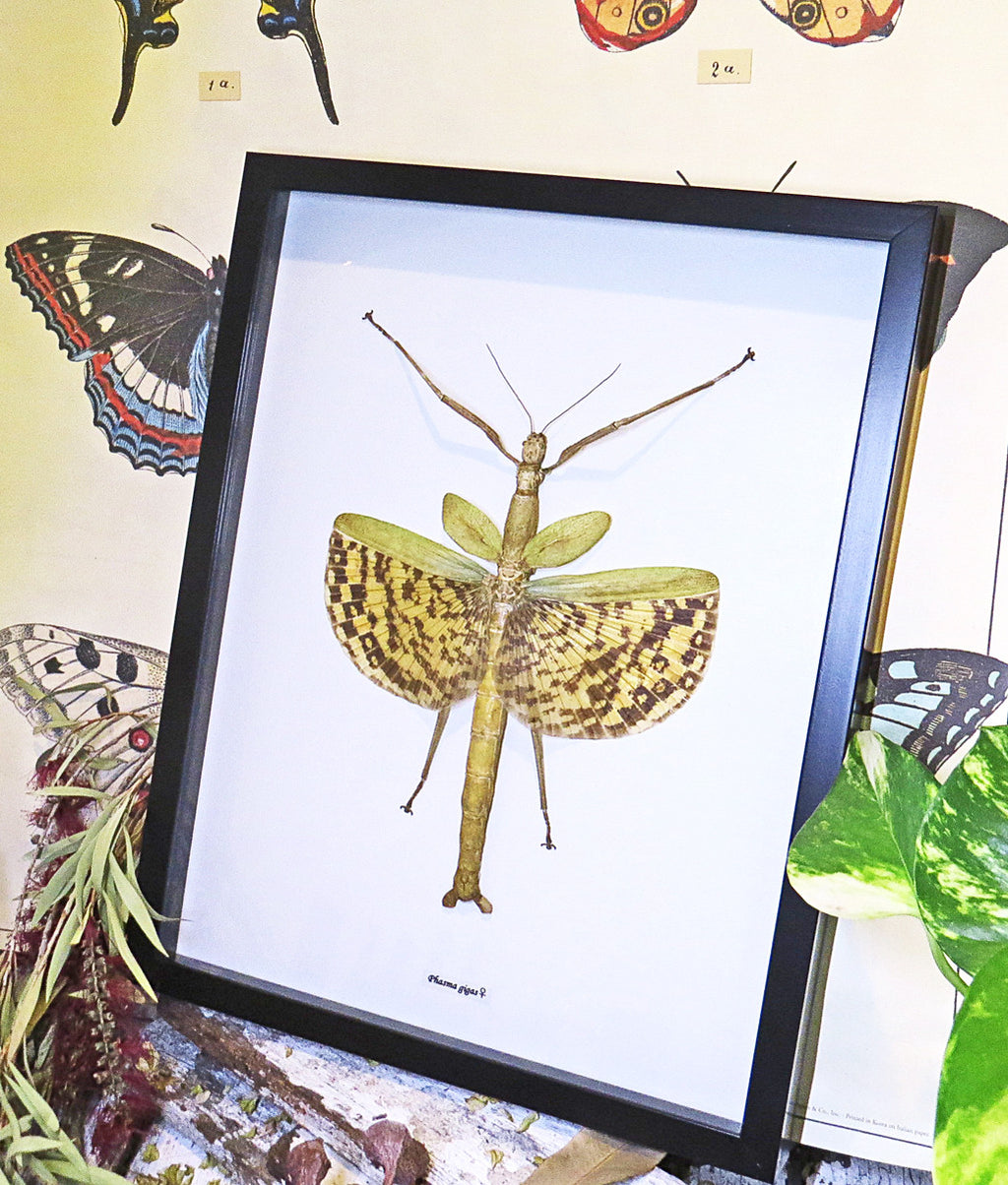 Stick insect in frame shadowbox Phasma gigas Bits and Bugs