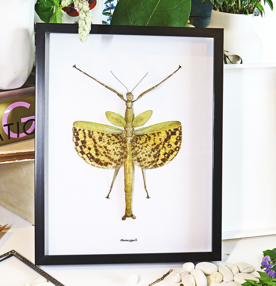 Stick insect in frame shadowbox Phasma gigas Bits and Bugs