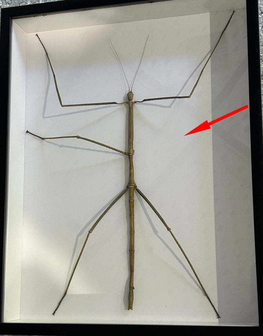 Giant Phasmid Stick Insect label back ( special )