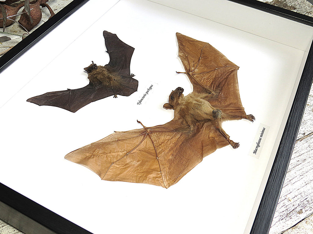 Macroglossus minimus + Tyloncteris pachypus
