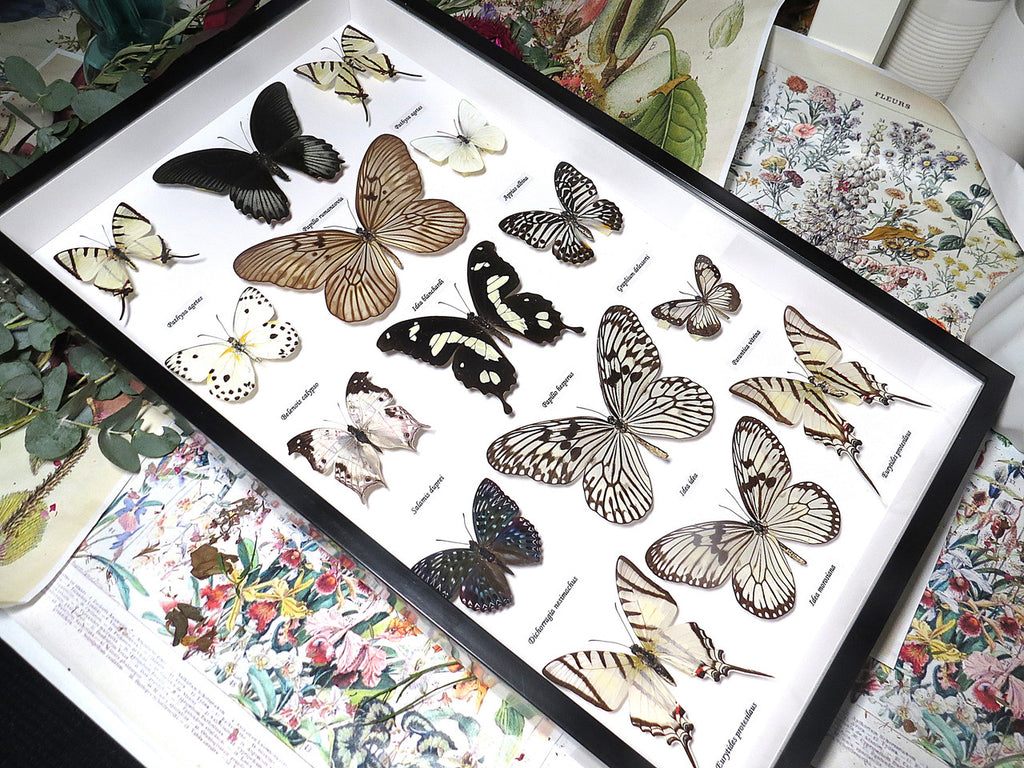 Black & white butterfly portrait collection