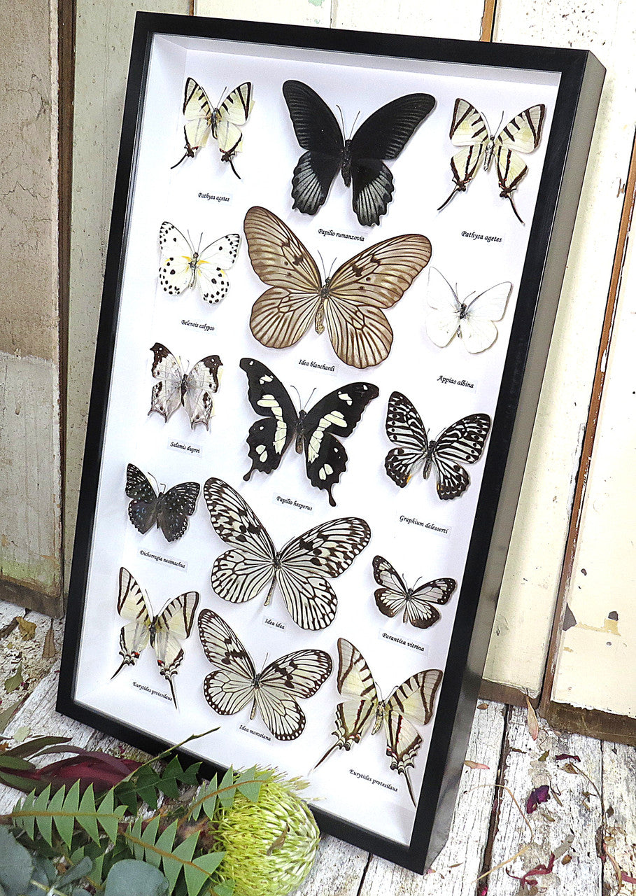 Black & white butterfly portrait collection