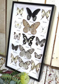 Black & white butterfly portrait collection
