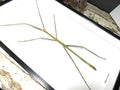 Phobaeticus serratipes