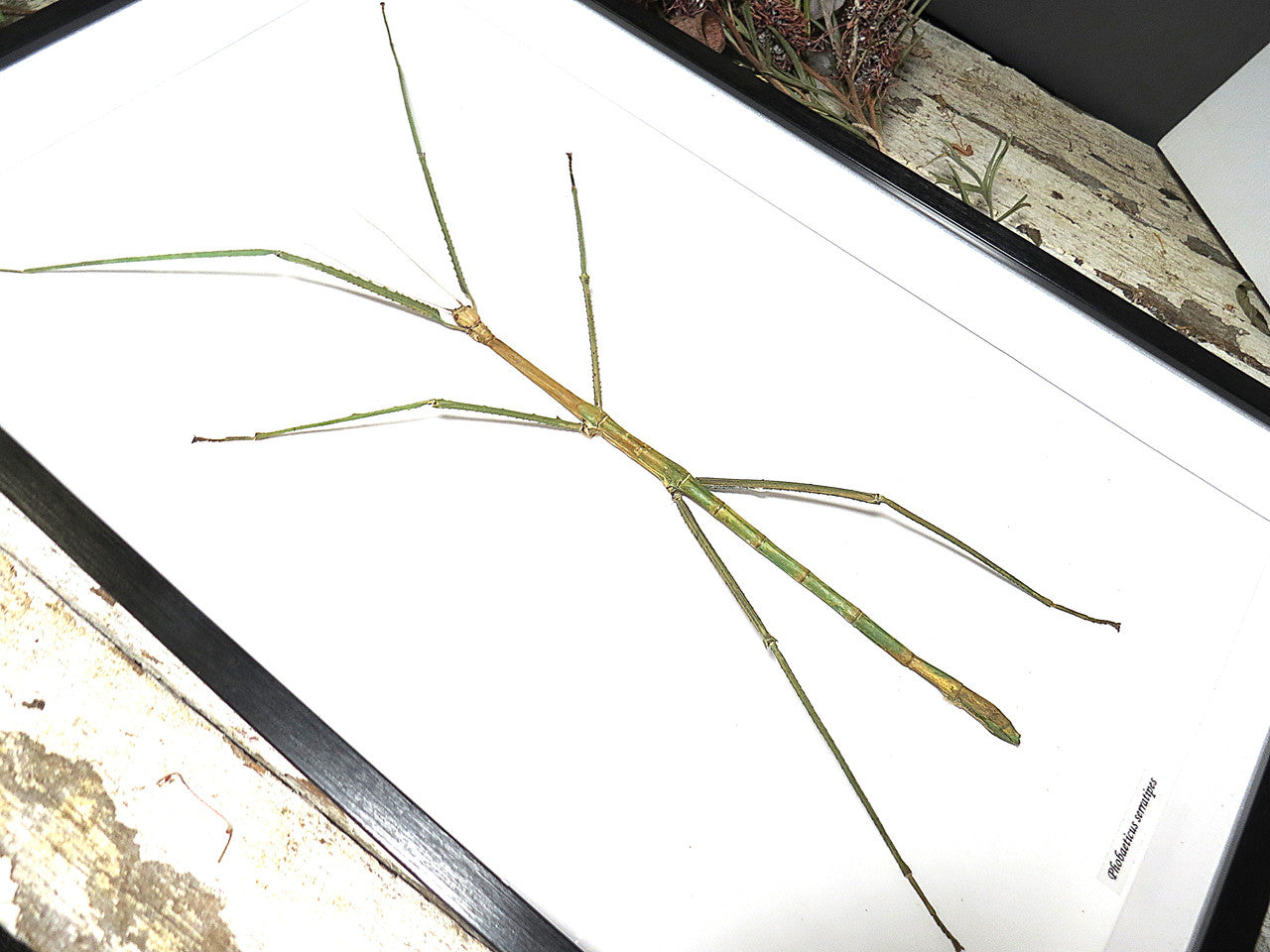 Phobaeticus serratipes