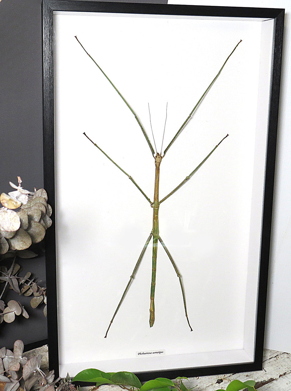 Phobaeticus serratipes