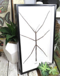 Giant Phasmid Stick Insect label back ( special )