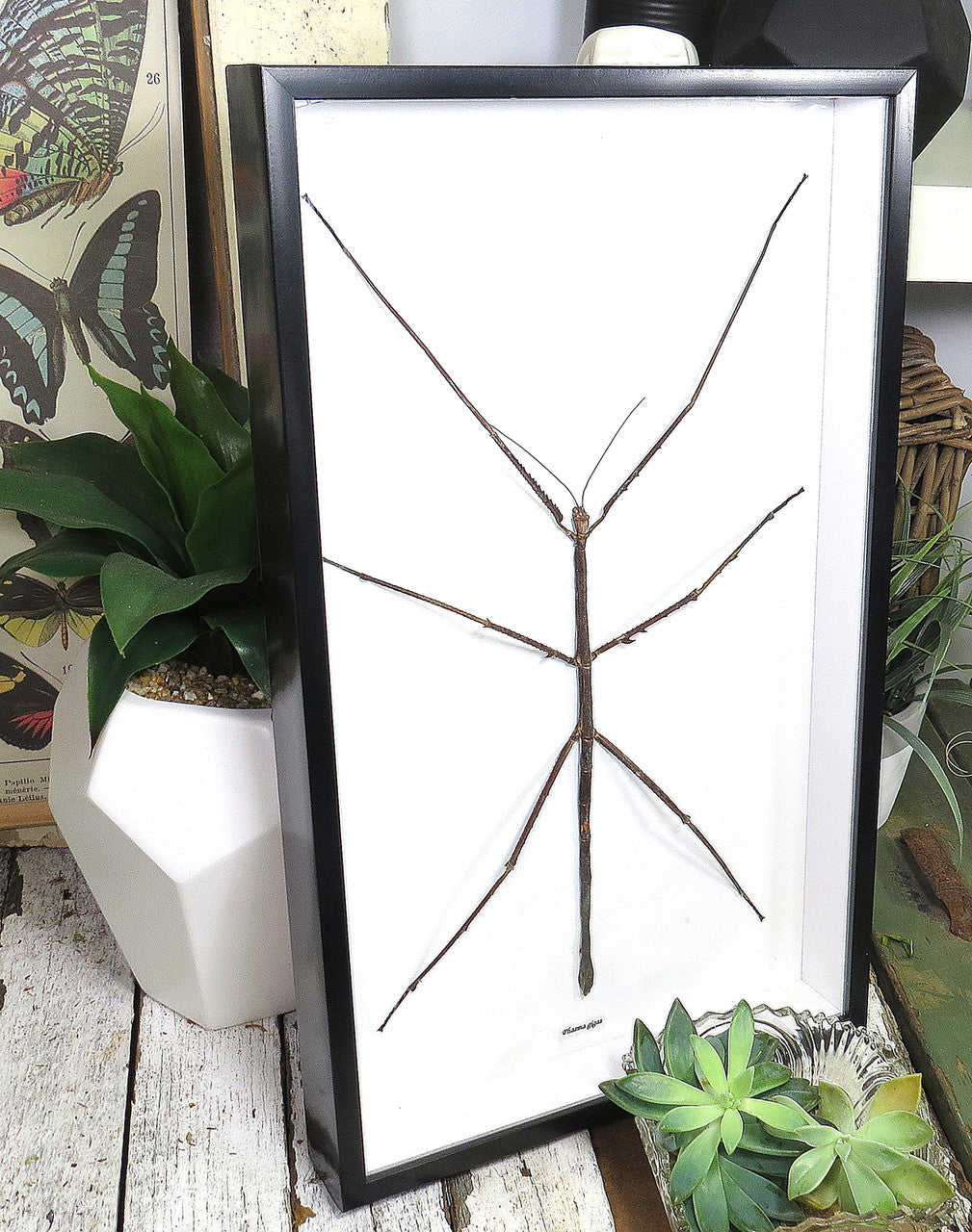 Giant Phasmid Stick Insect.