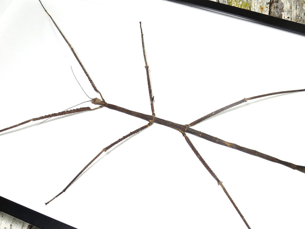 Giant Phasmid Stick Insect.
