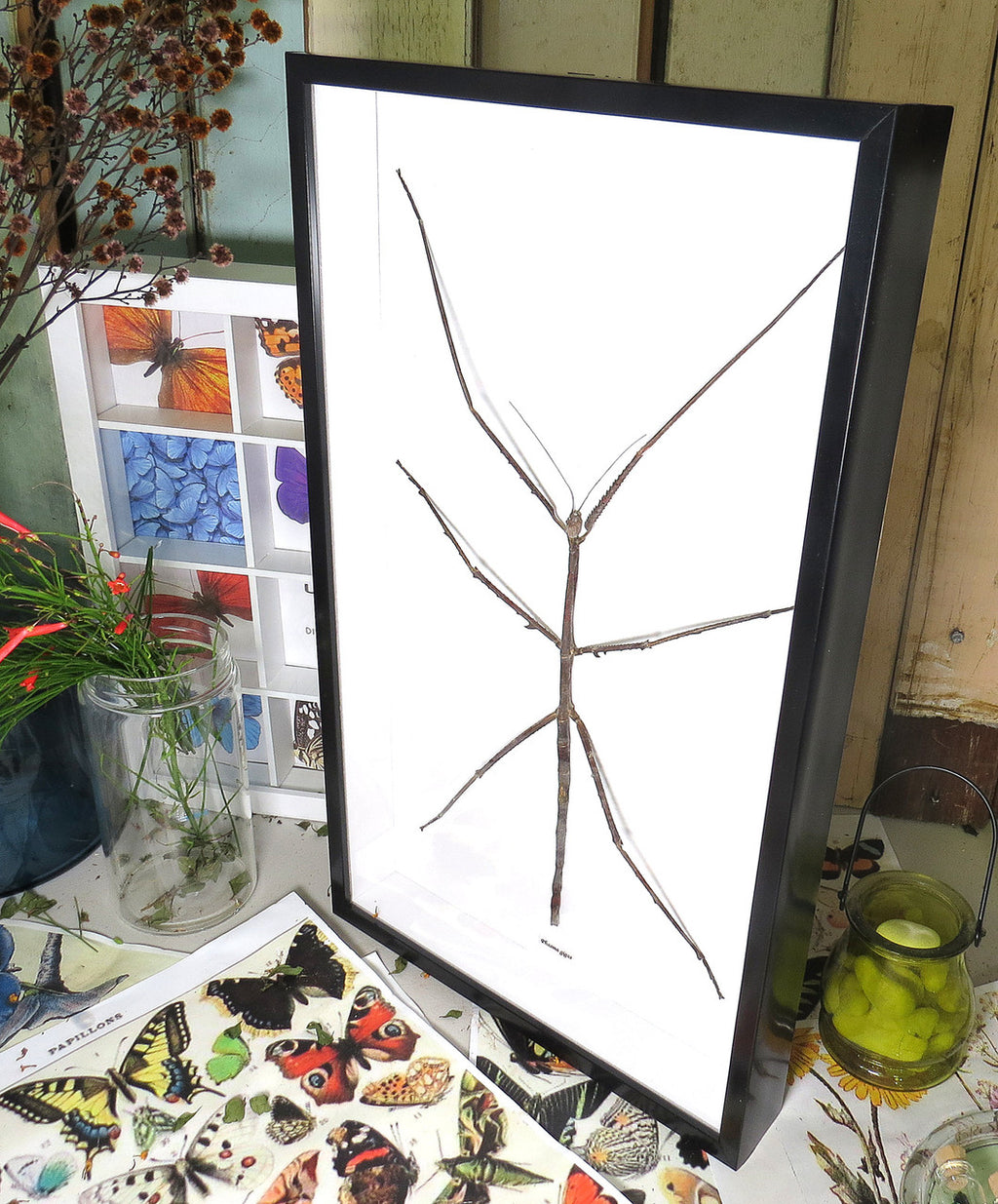 Giant Phasmid Stick Insect.