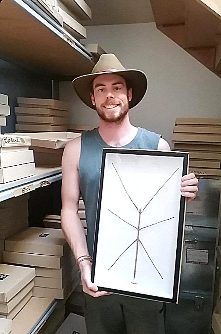 Giant Phasmid Stick Insect.