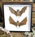 Macroglossus minimus  + Rhinolophus acuminatus