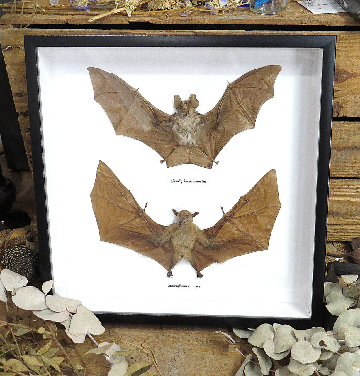 Macroglossus minimus  + Rhinolophus acuminatus