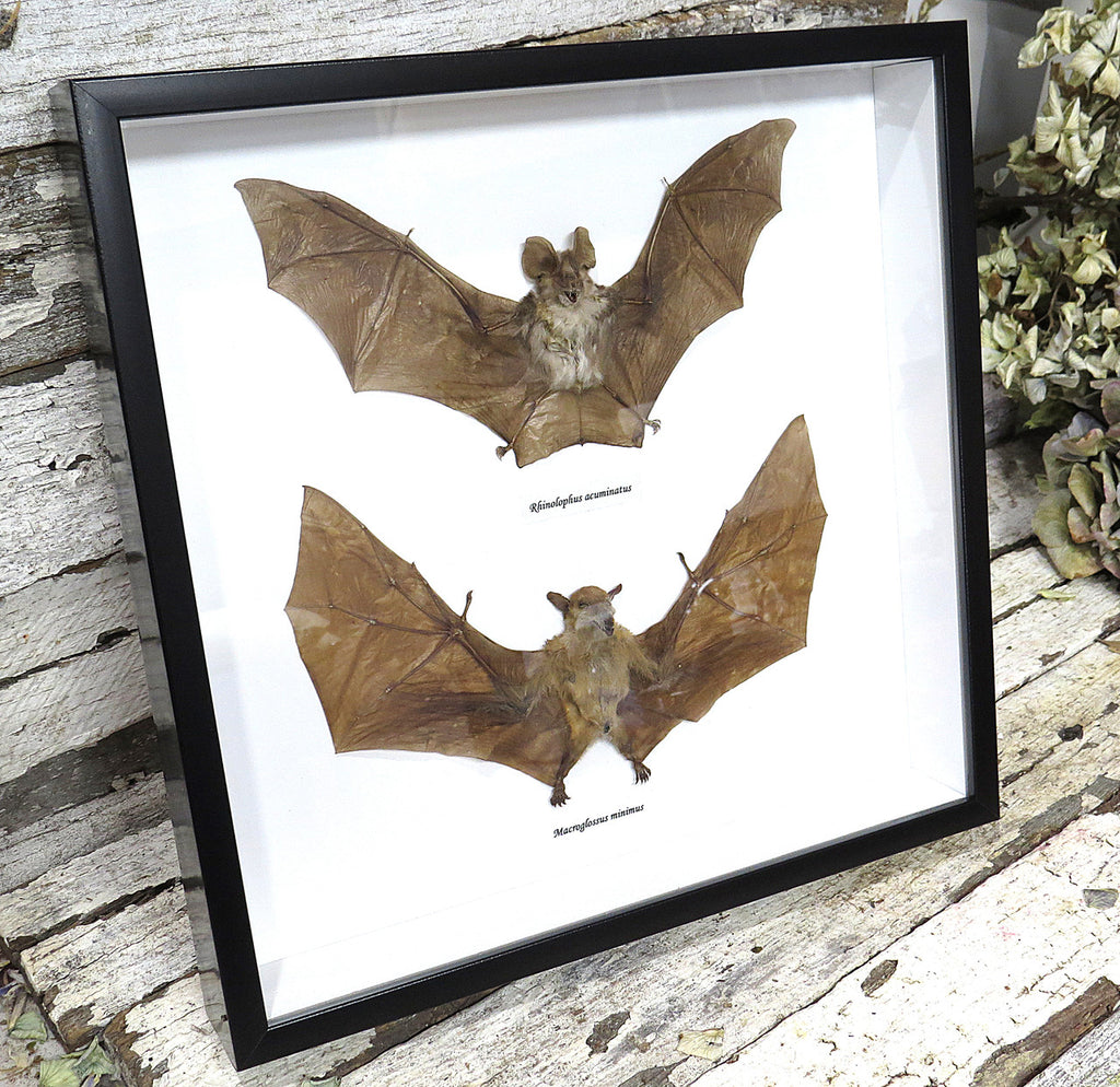Macroglossus minimus  + Rhinolophus acuminatus