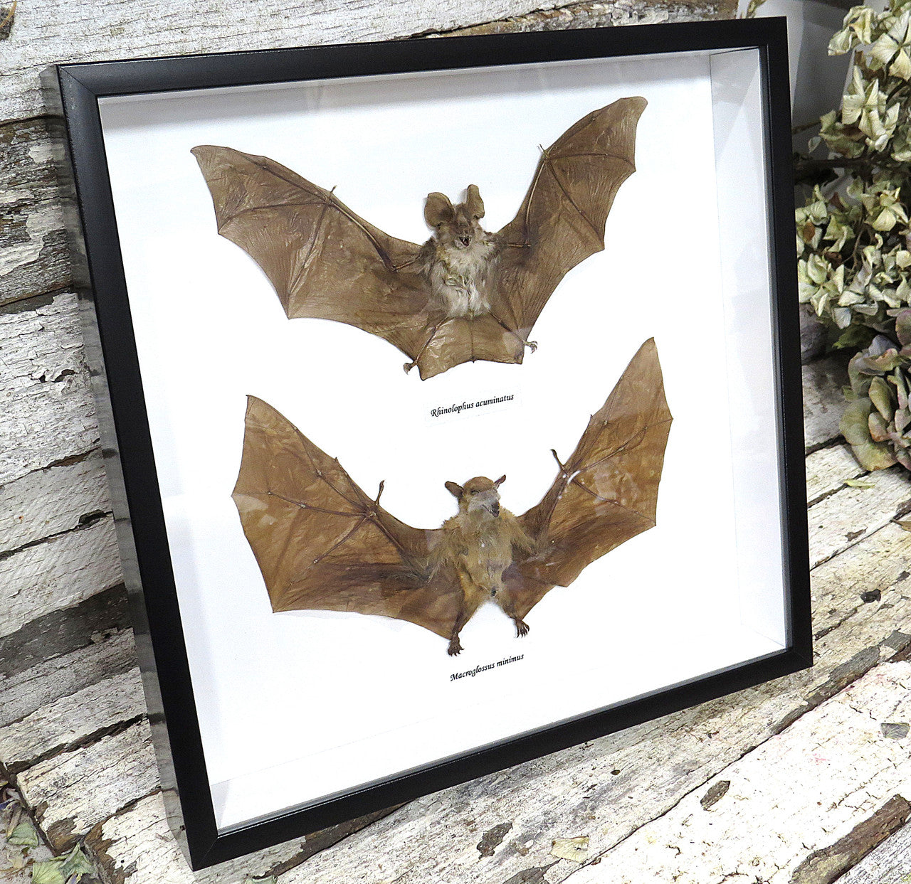 Macroglossus minimus  + Rhinolophus acuminatus