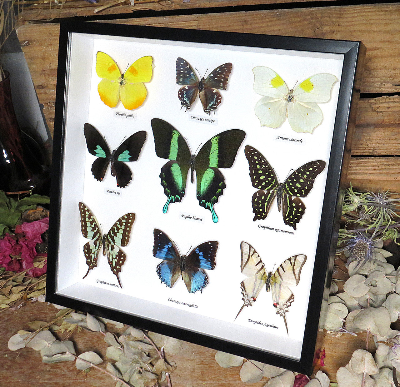 9 Butterfly asstd  XL frame.