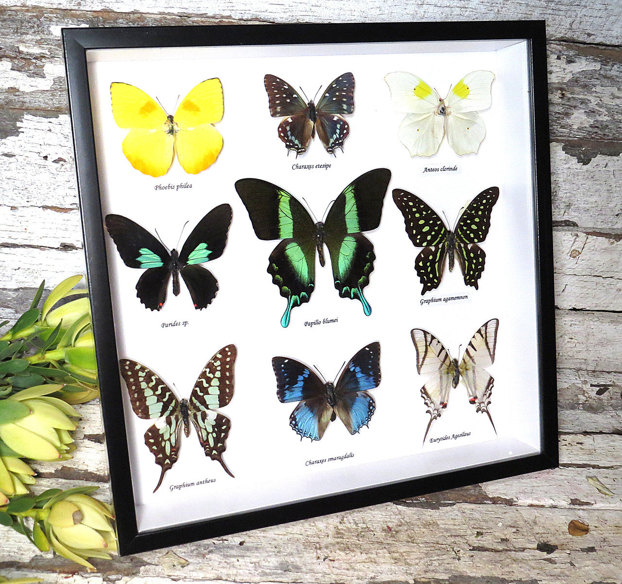 9 Butterfly asstd  XL frame.