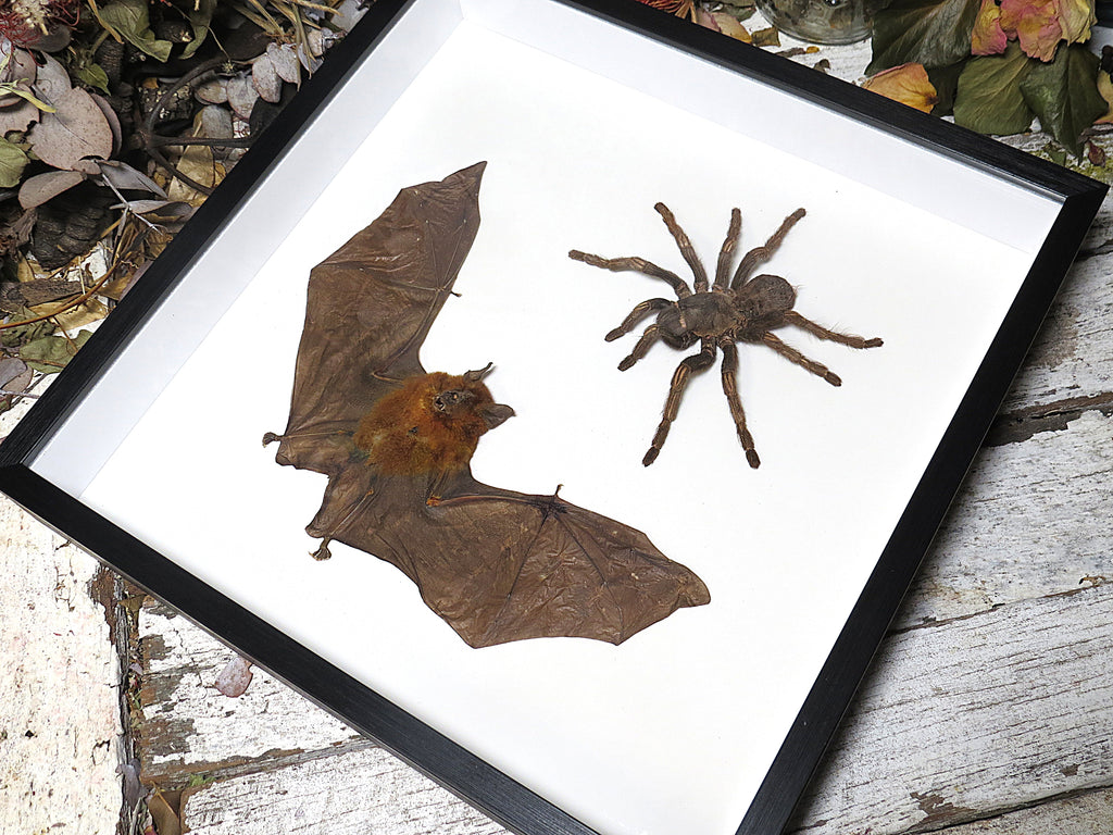 Bat Spider combo