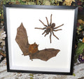 Bat Spider combo