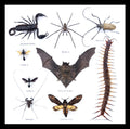batscorpionwaspdeathsheadmothcavespidercentipedebeetlescorpiongothichomemakerskullcreepylair