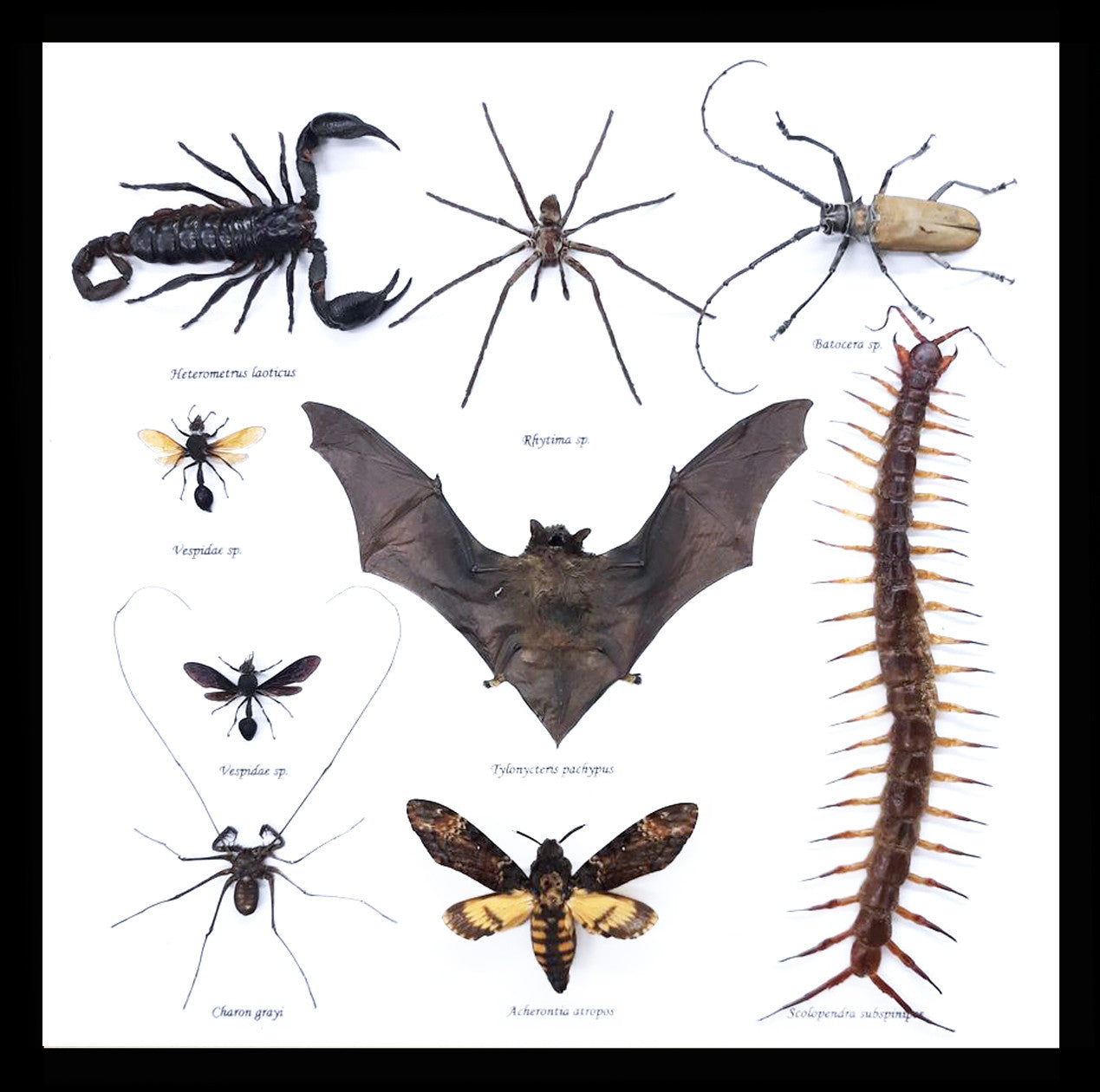 batscorpionwaspdeathsheadmothcavespidercentipedebeetlescorpiongothichomemakerskullcreepylair