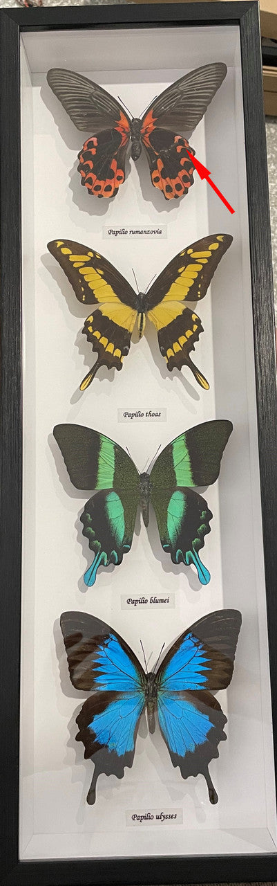 Butterfly combo 4  #10 ( special )