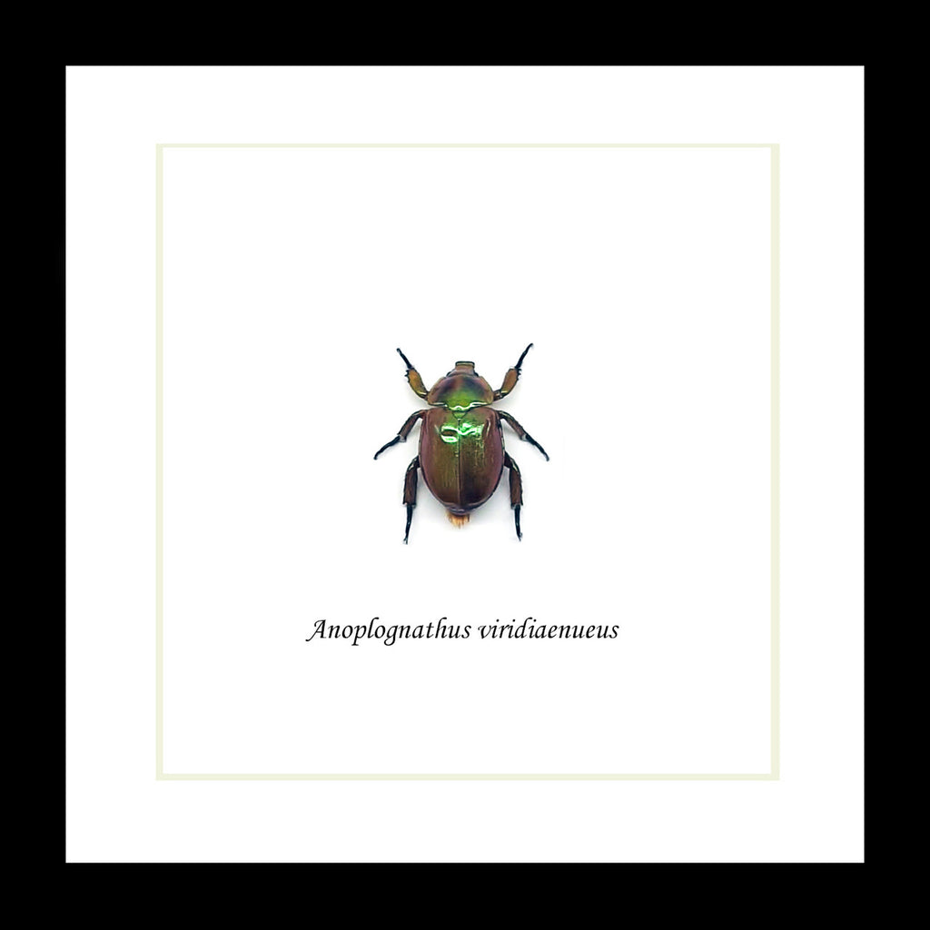 Anoplognathus viridiaeneus